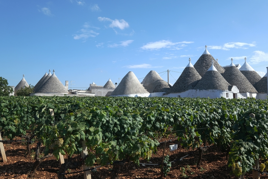 A guide to Apulian wines: types, grape varieties and pairings